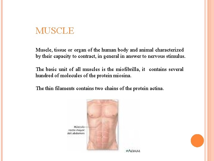 MUSCLE Muscle, tissue or organ of the human body and animal characterized by their