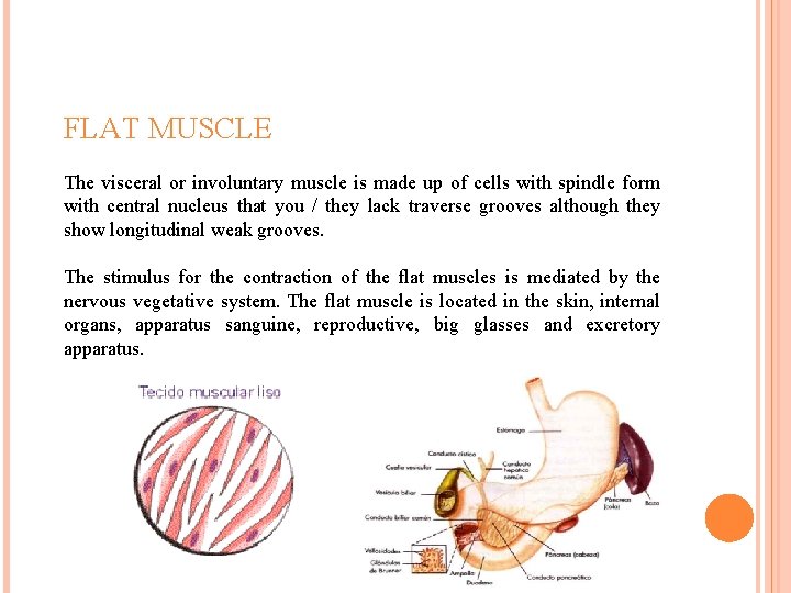 FLAT MUSCLE The visceral or involuntary muscle is made up of cells with spindle