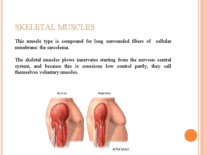 SKELETAL MUSCLES This muscle type is compound for long surrounded fibers of cellular membrane: