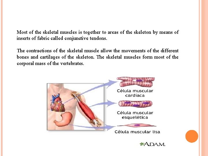 Most of the skeletal muscles is together to areas of the skeleton by means