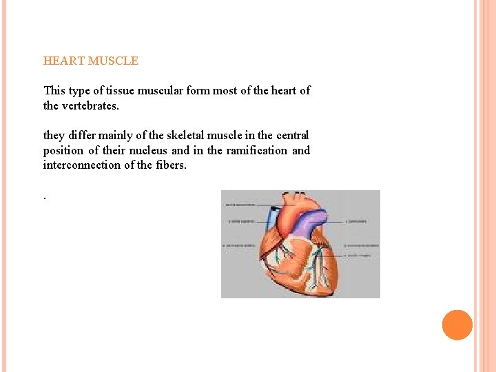 HEART MUSCLE This type of tissue muscular form most of the heart of the