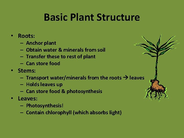Basic Plant Structure • Roots: – – Anchor plant Obtain water & minerals from