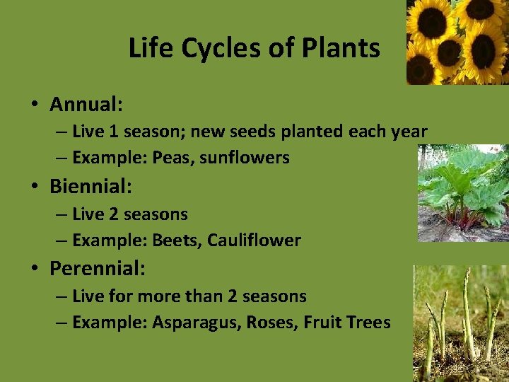 Life Cycles of Plants • Annual: – Live 1 season; new seeds planted each