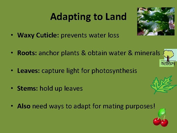 Adapting to Land • Waxy Cuticle: prevents water loss • Roots: anchor plants &