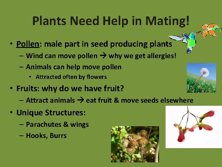 Plants Need Help in Mating! • Pollen: male part in seed producing plants –