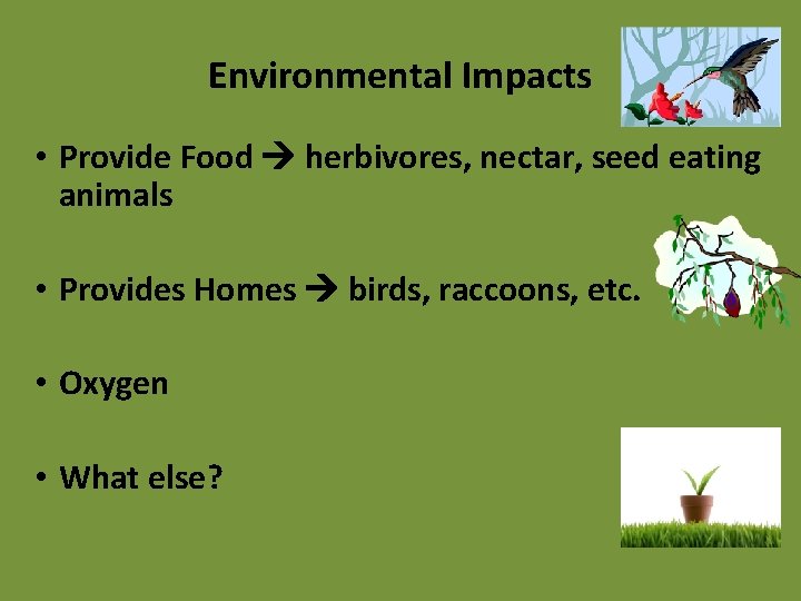 Environmental Impacts • Provide Food herbivores, nectar, seed eating animals • Provides Homes birds,