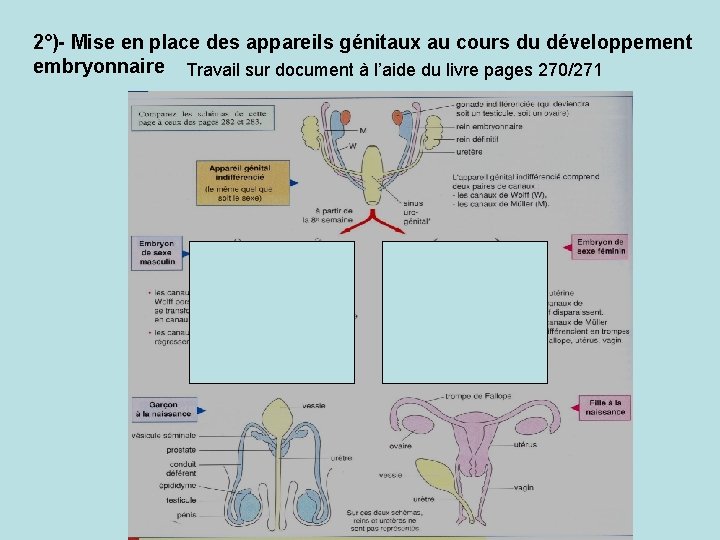 2°)- Mise en place des appareils génitaux au cours du développement embryonnaire Travail sur
