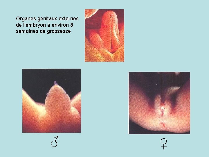 Organes génitaux externes de l’embryon à environ 8 semaines de grossesse ♂ ♀ 