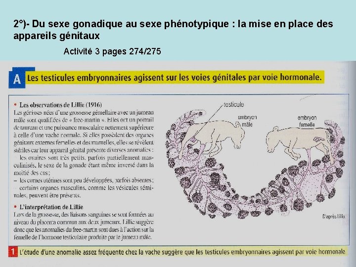 2°)- Du sexe gonadique au sexe phénotypique : la mise en place des appareils