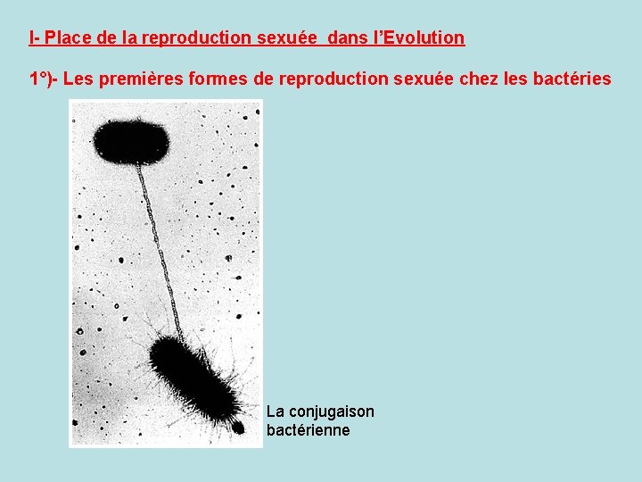 I- Place de la reproduction sexuée dans l’Evolution 1°)- Les premières formes de reproduction