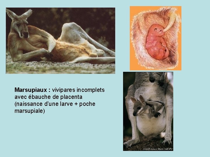 Marsupiaux : vivipares incomplets avec ébauche de placenta (naissance d’une larve + poche marsupiale)