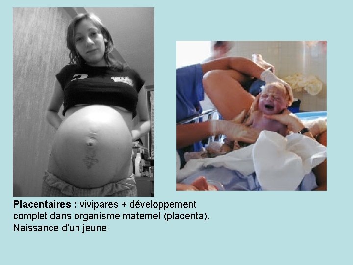 Placentaires : vivipares + développement complet dans organisme maternel (placenta). Naissance d’un jeune 