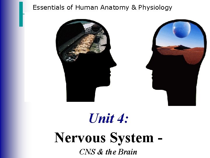 Essentials of Human Anatomy & Physiology Unit 4: Nervous System CNS & the Brain