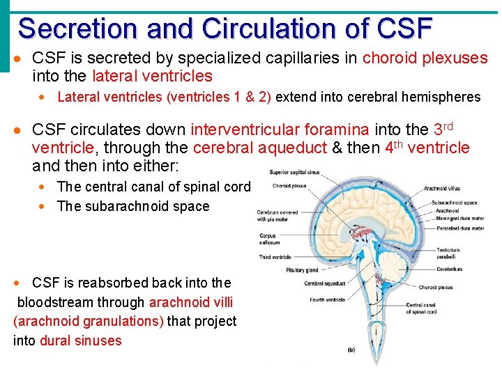 Secretion and Circulation of CSF · CSF is secreted by specialized capillaries in choroid