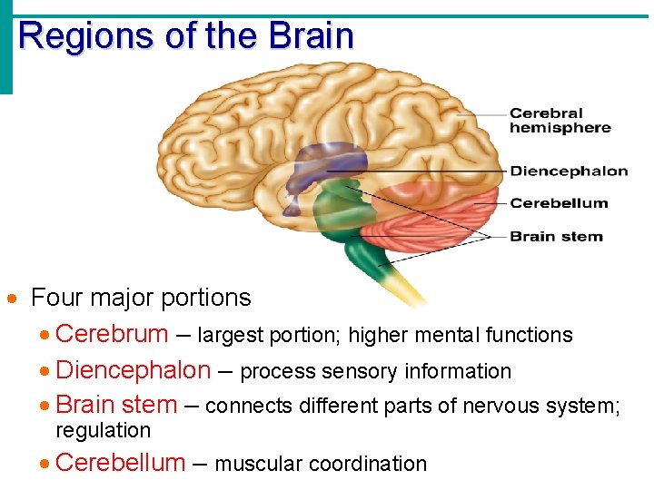 Regions of the Brain · Four major portions · Cerebrum – largest portion; higher