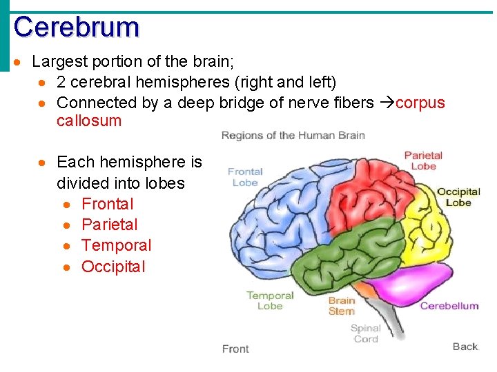 Cerebrum · Largest portion of the brain; · 2 cerebral hemispheres (right and left)