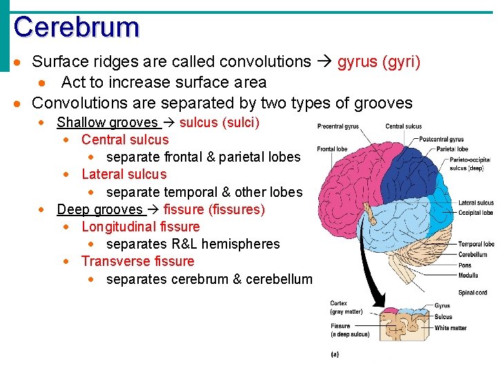 Cerebrum · Surface ridges are called convolutions gyrus (gyri) · Act to increase surface