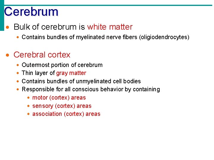 Cerebrum · Bulk of cerebrum is white matter · Contains bundles of myelinated nerve