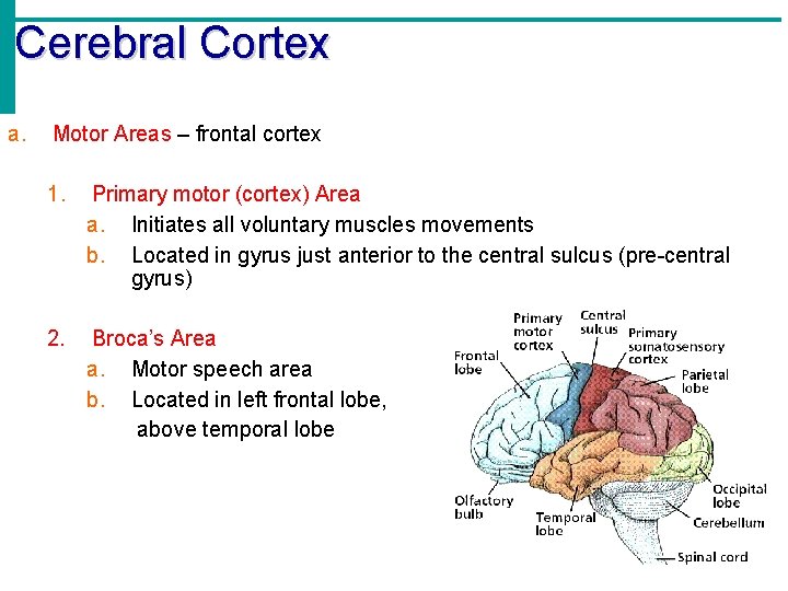 Cerebral Cortex a. Motor Areas – frontal cortex 1. Primary motor (cortex) Area a.