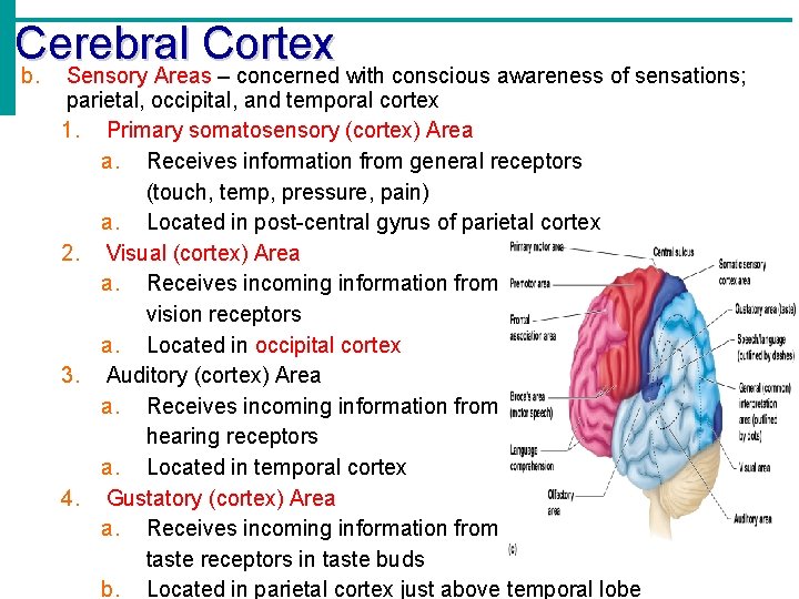 Cerebral Cortex b. Sensory Areas – concerned with conscious awareness of sensations; parietal, occipital,