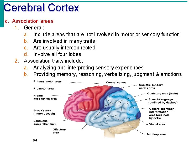 Cerebral Cortex c. Association areas 1. General: a. Include areas that are not involved