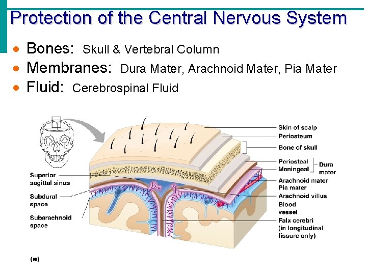 Protection of the Central Nervous System · Bones: Skull & Vertebral Column · Membranes: