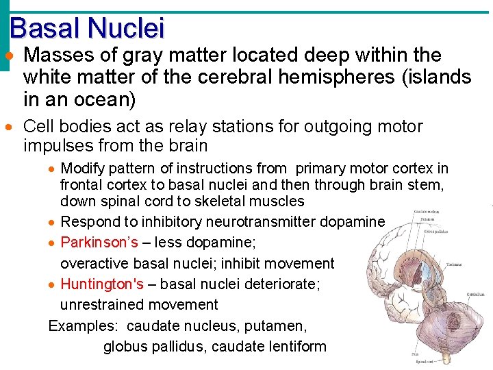 Basal Nuclei · Masses of gray matter located deep within the white matter of