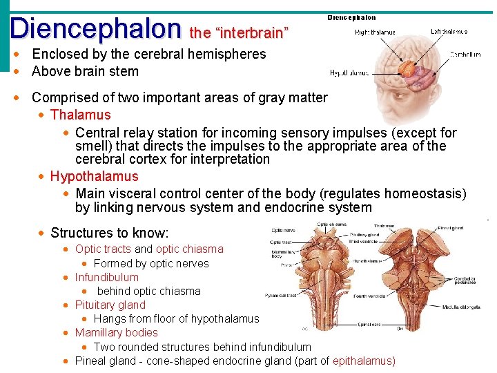 Diencephalon the “interbrain” · Enclosed by the cerebral hemispheres · Above brain stem ·