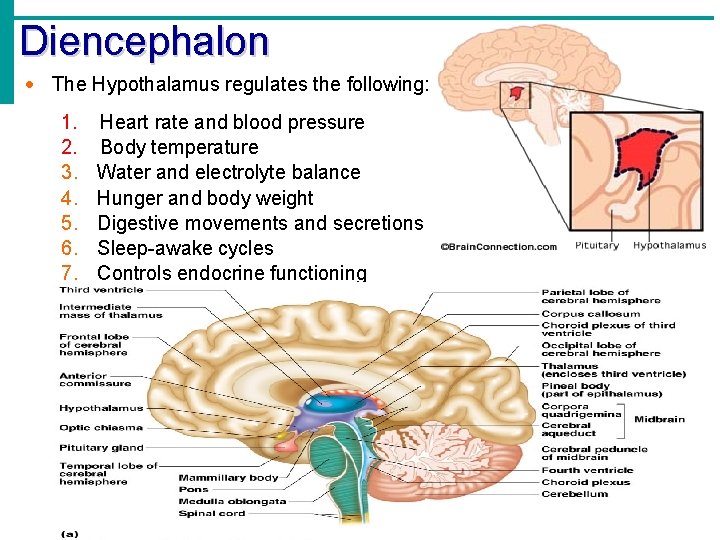 Diencephalon · The Hypothalamus regulates the following: 1. 2. 3. 4. 5. 6. 7.