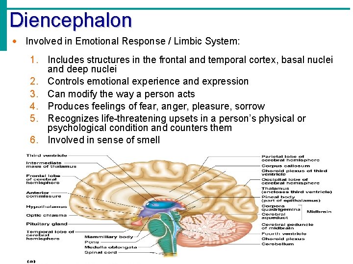 Diencephalon · Involved in Emotional Response / Limbic System: 1. Includes structures in the