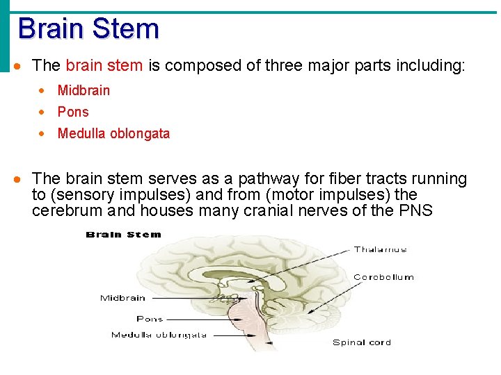 Brain Stem · The brain stem is composed of three major parts including: ·