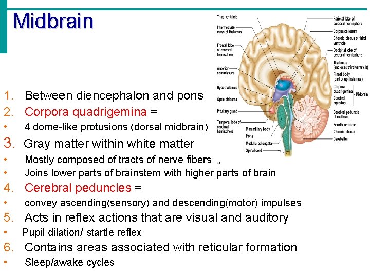 Midbrain 1. Between diencephalon and pons 2. Corpora quadrigemina = • 4 dome-like protusions