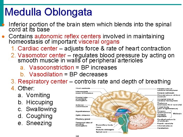 Medulla Oblongata · Inferior portion of the brain stem which blends into the spinal
