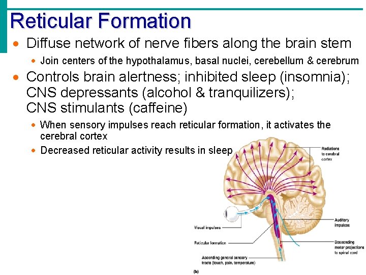 Reticular Formation · Diffuse network of nerve fibers along the brain stem · Join