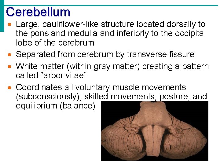 Cerebellum · Large, cauliflower-like structure located dorsally to the pons and medulla and inferiorly