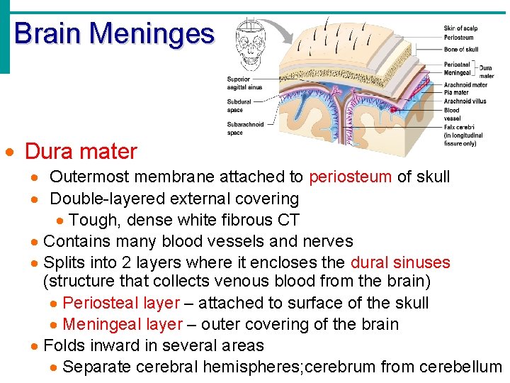 Brain Meninges · Dura mater · Outermost membrane attached to periosteum of skull ·