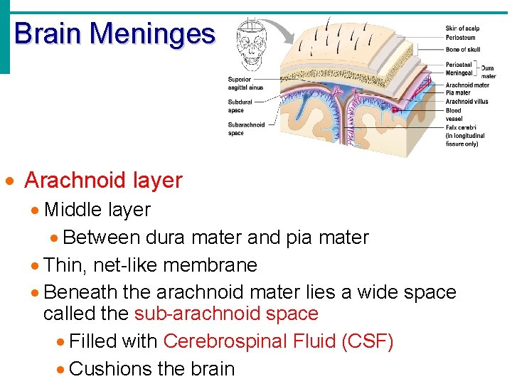 Brain Meninges · Arachnoid layer · Middle layer · Between dura mater and pia