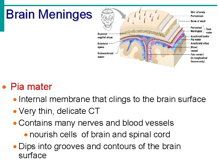 Brain Meninges · Pia mater · Internal membrane that clings to the brain surface