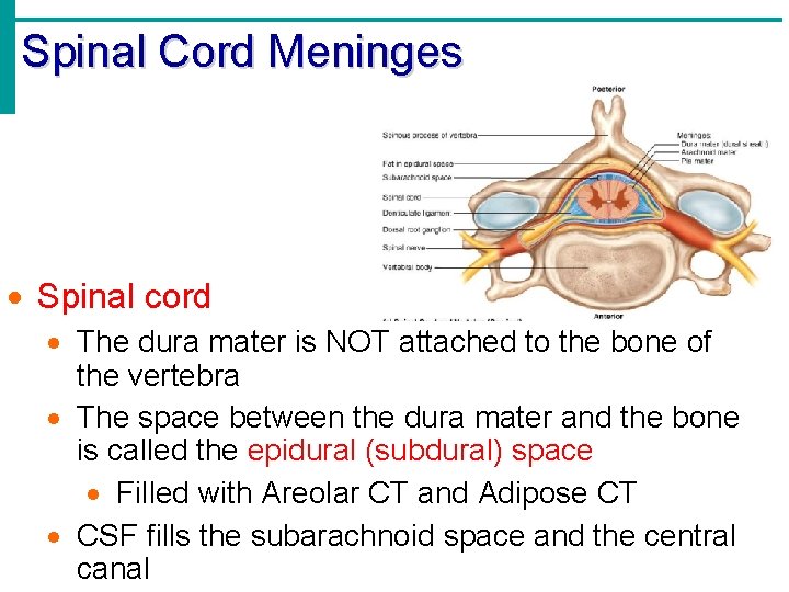 Spinal Cord Meninges · Spinal cord · The dura mater is NOT attached to