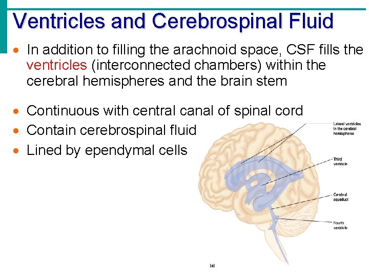 Ventricles and Cerebrospinal Fluid · In addition to filling the arachnoid space, CSF fills