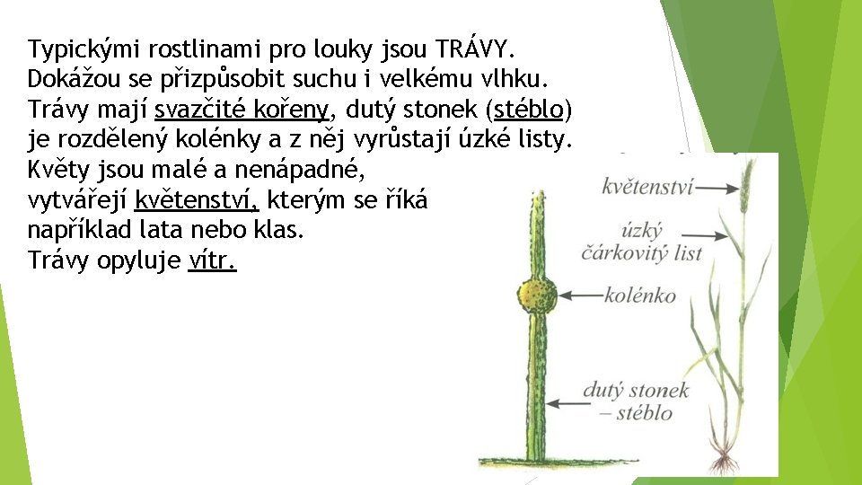 Typickými rostlinami pro louky jsou TRÁVY. Dokážou se přizpůsobit suchu i velkému vlhku. Trávy