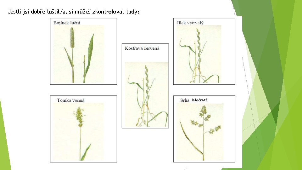 Jestli jsi dobře luštil/a, si můžeš zkontrolovat tady: laločnatá 