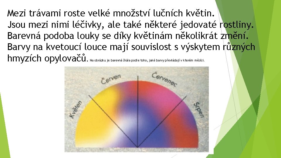 Mezi trávami roste velké množství lučních květin. Jsou mezi nimi léčivky, ale také některé