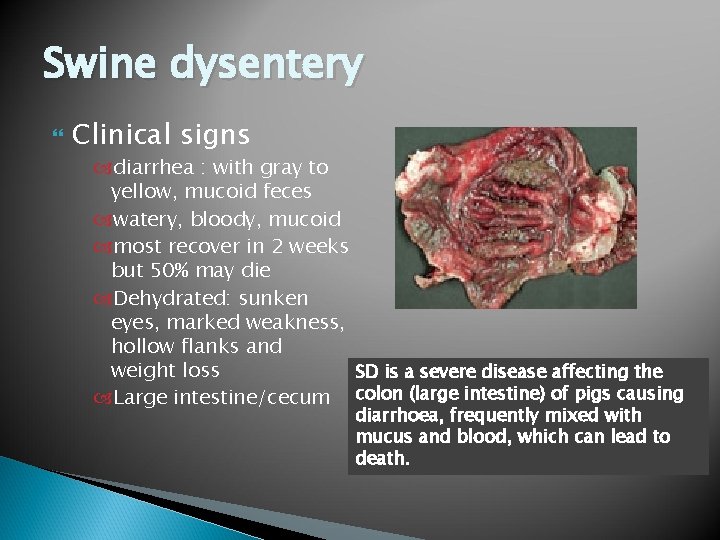Swine dysentery Clinical signs diarrhea : with gray to yellow, mucoid feces watery, bloody,