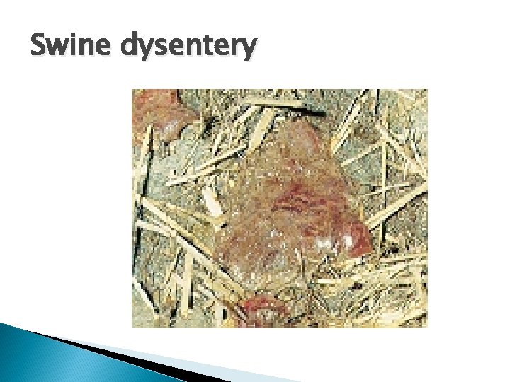 Swine dysentery 
