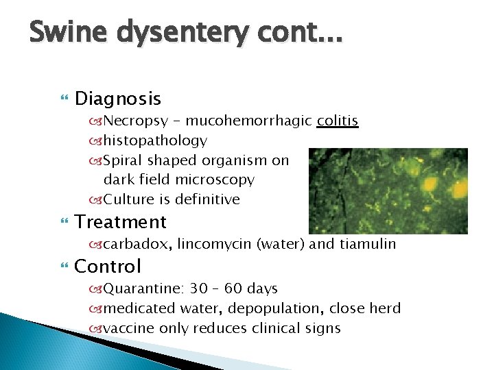 Swine dysentery cont. . . Diagnosis Necropsy - mucohemorrhagic colitis histopathology Spiral shaped organism