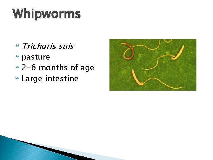 Whipworms Trichuris suis pasture 2 -6 months of age Large intestine 