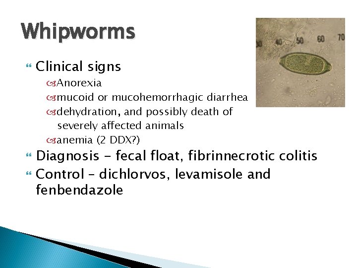 Whipworms Clinical signs Anorexia mucoid or mucohemorrhagic diarrhea dehydration, and possibly death of severely