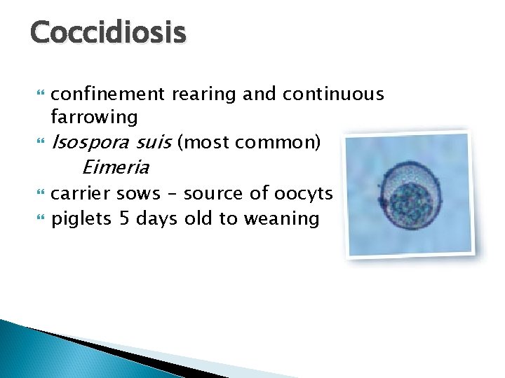 Coccidiosis confinement rearing and continuous farrowing Isospora suis (most common) Eimeria carrier sows –