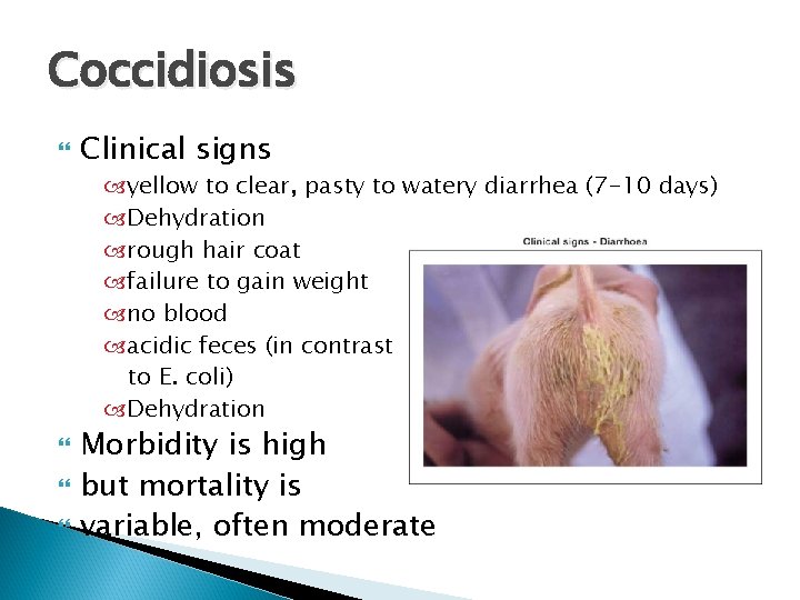 Coccidiosis Clinical signs yellow to clear, pasty to watery diarrhea (7 -10 days) Dehydration